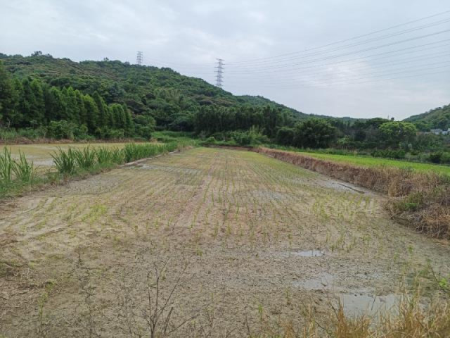 龜山楓樹都內農地