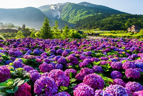  🌸新世代蘭農如何借助科技與政府助力，打造千坪蘭園，打造「新蘭海」大未來！ 