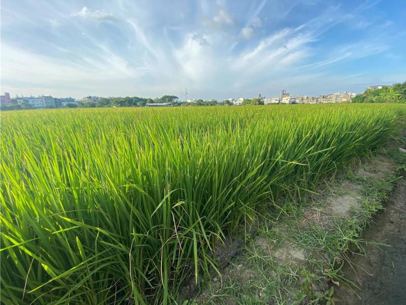 農地出租不踩雷：記住「三不一要」＋簽約前 10 項自保清單